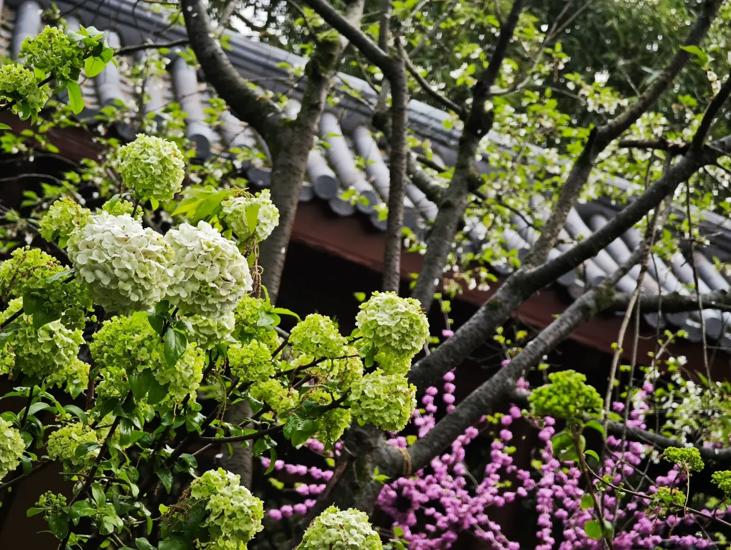 Hangzhou with the 'Rents (Late March): My Trip Debrief - The Real Scoop (Pt. 3) 6