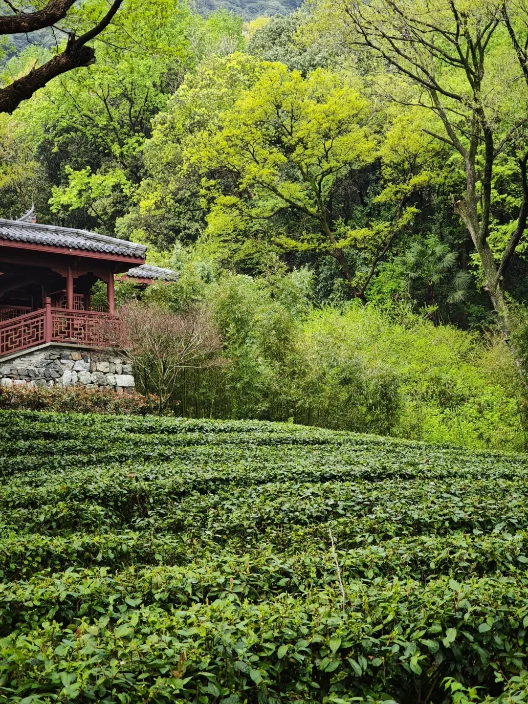 Hangzhou with the 'Rents (Late March): My Trip Debrief - The Real Scoop (Pt. 3) 8