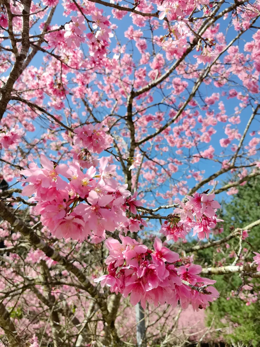 Fresh from Taiwan: My Unfiltered Thoughts! 6
